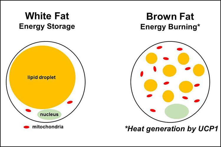 Fat Facts V: What colour is your fat?